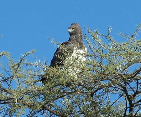 Martial_Eagle_in_Namibia.jpg