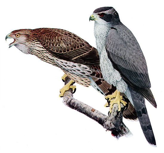 800px-Accipiter_gentilisAAP045CA.jpg