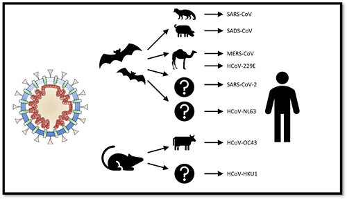 800px-Animal_origins_of_human_coronaviruses_webp.jpg